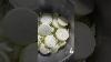 How To Season A New Blackstone Griddle Onions U0026 Grill Block Blackstonebetty